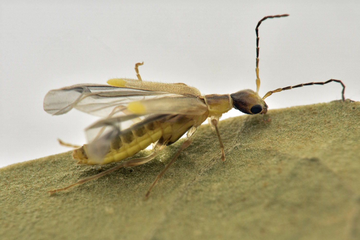 Cantharidae: Malthinus da id.